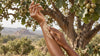 Raw Shea Butter: Why This African Botanical Has Endured for Centuries