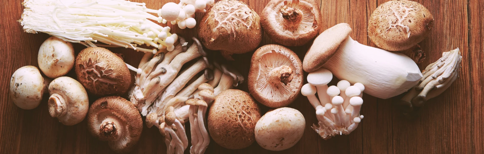 The Intelligence Behind Functional Mushrooms