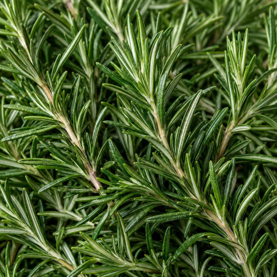 ROSEMARY LEAF EXTRACT