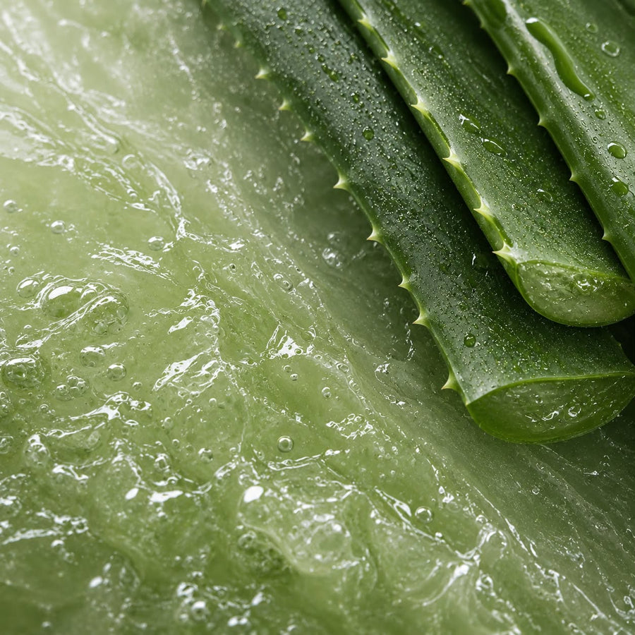 ALOE BARBADENSIS
