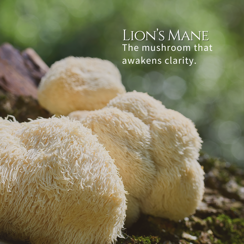 Lion's Mane Mushroom