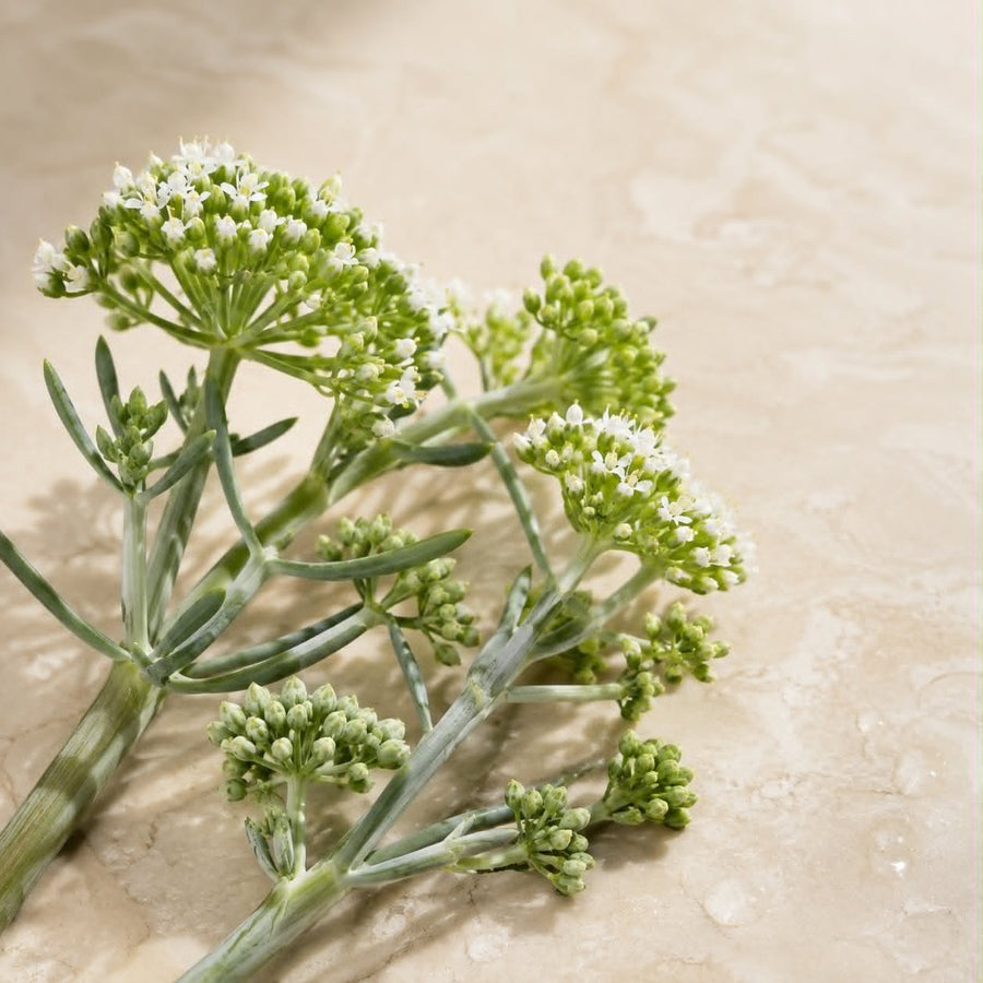 SEA FENNEL 