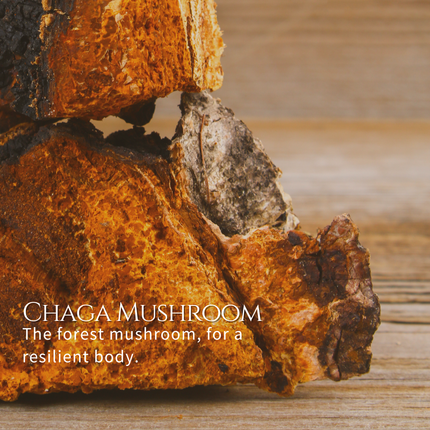 Chaga Mushroom