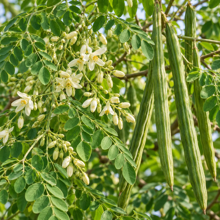MORINGA