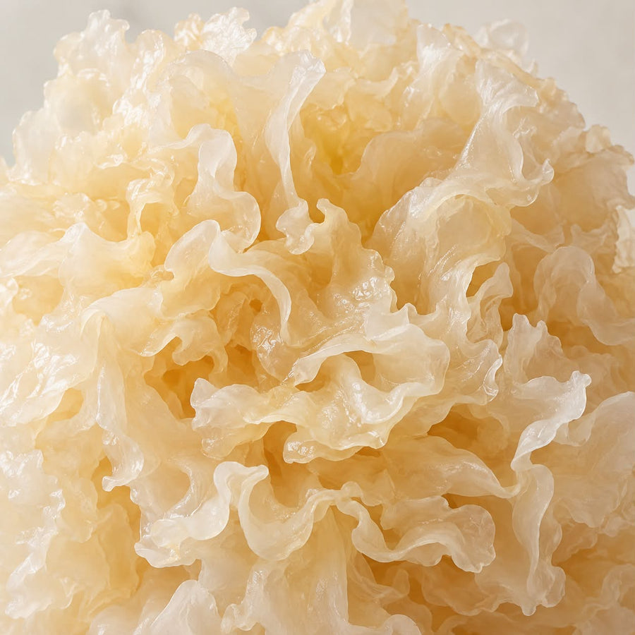 TREMELLA MUSHROOM